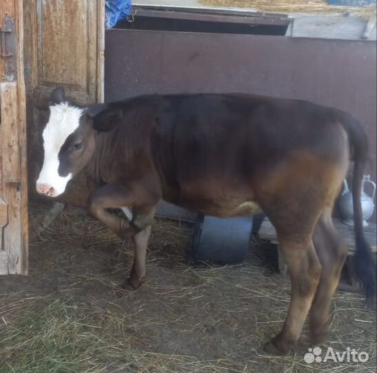 Телёнок (девочка)