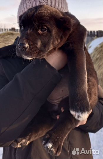 Среднеазиацкая овчарка 