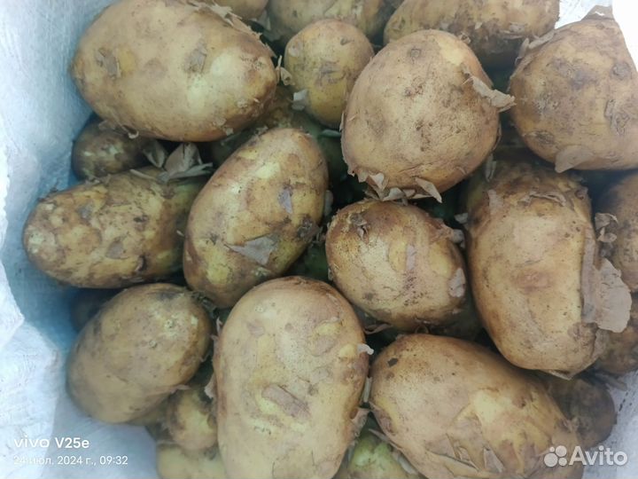 Картофель молодой