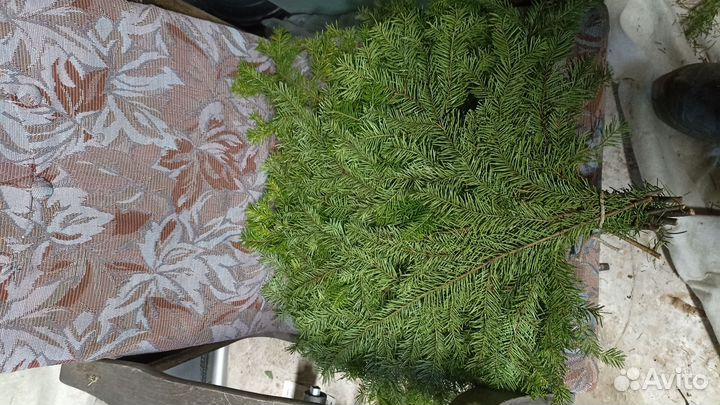 Банные веники(пихта)