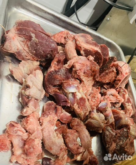 Готовый рацион для кошек