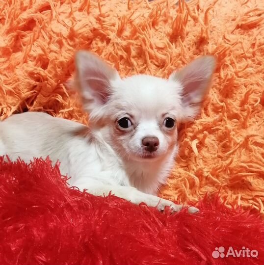 Чихуахуа девочка дш