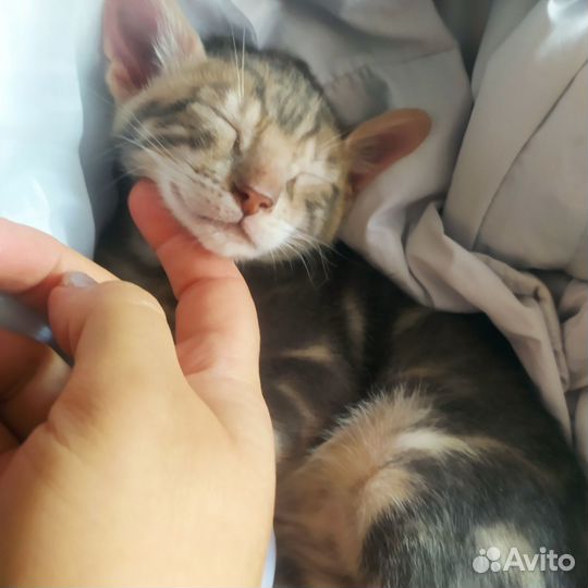 Бенгальская