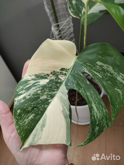 Монстера Альба