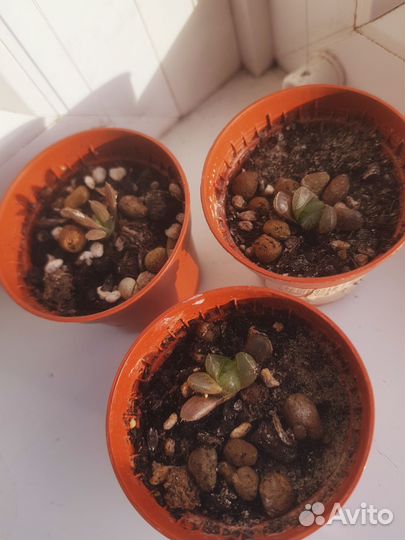 Хавортия трунката купера и хавортия мидоригаме