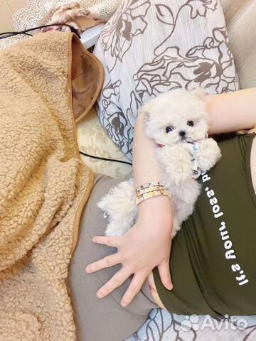 Мальтипу микро импорт Бишон Фризе men экстра микро