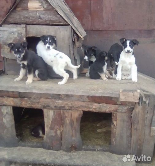 Щенята в добрые руки