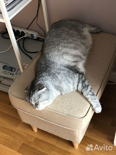 Коты в добрые руки