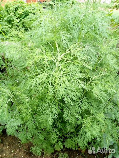 Божье дерево (декоративный кустарник, полынь)