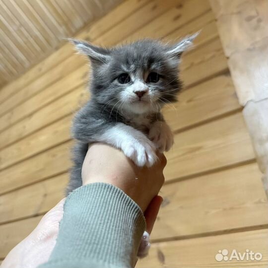 Мейн-кун котята в любимцы и разведение