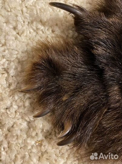 Шкура медведя