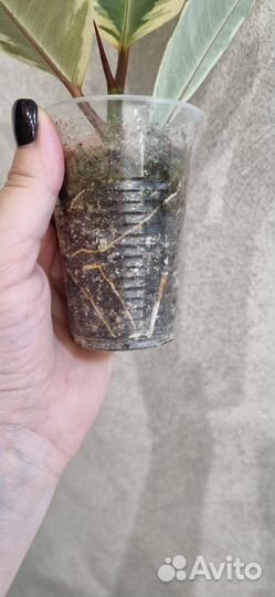 Фикус каучуконосный тинеке