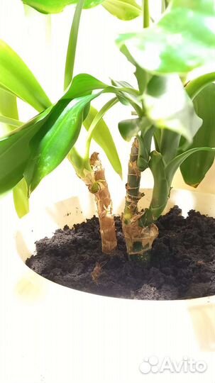 Пальмы для офиса, большие цветы