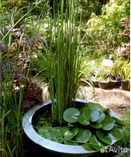 Зимующий хвощ, саженцы