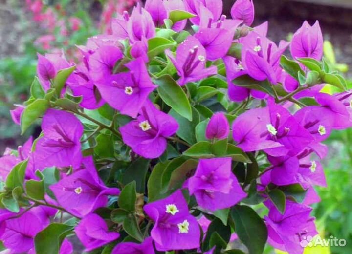 Бугенвиллии