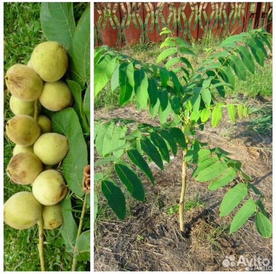 Манжурский орех саженцы