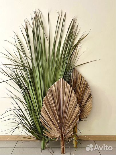 Пальмовые листья