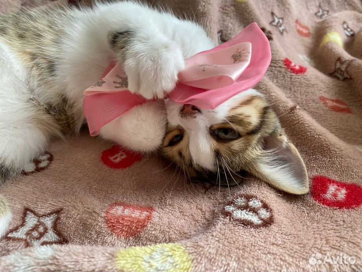 Котёнок девочка, 2 мес. в ответственные руки