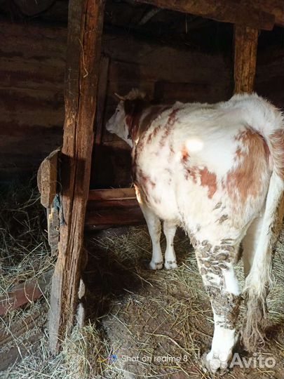 Корова,телка