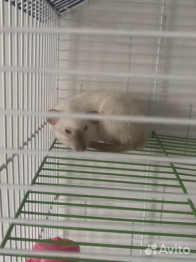 Крыса с клеткой