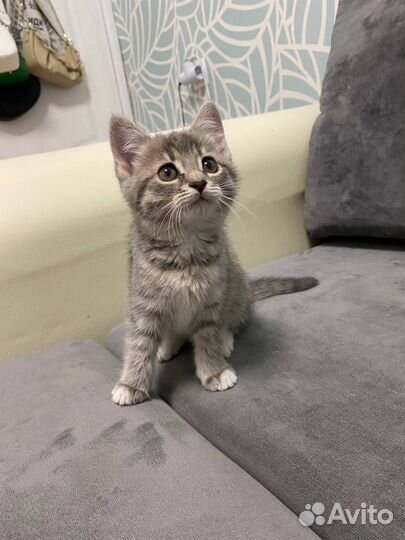 Милые котята