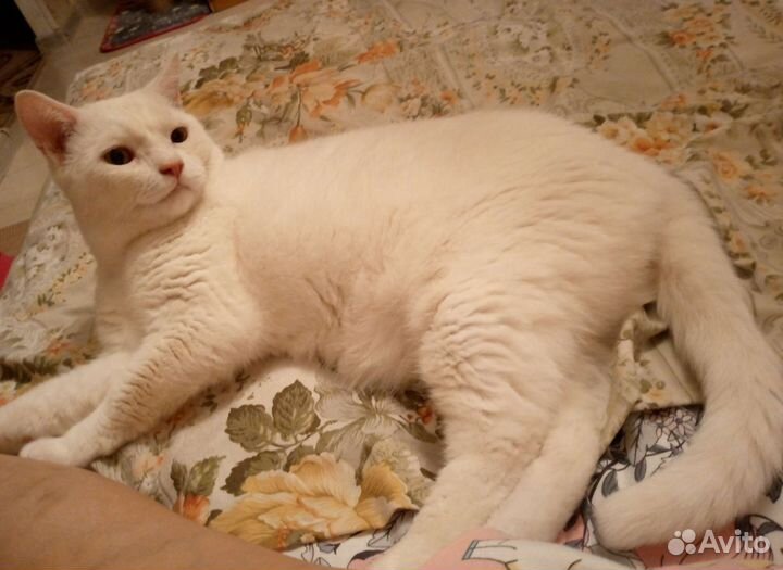 Передержка кошек