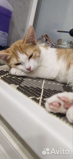 Котёнок полгода