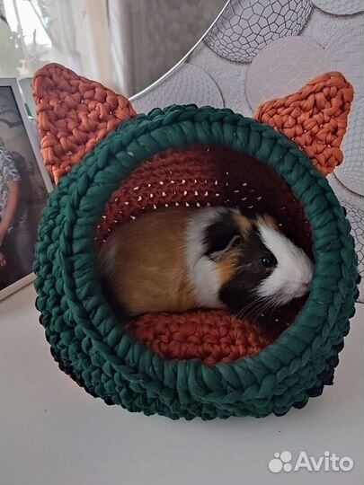 Домик для морской свинки