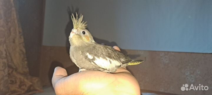 Попугай корелла птенец