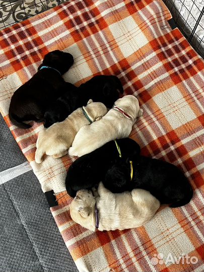 Щенки лабрадора