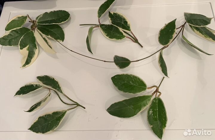 Хоя Кримсон Квин