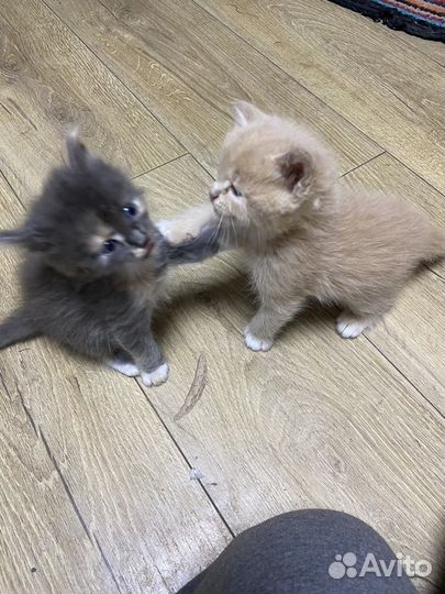 Рыжий котенок мальчик