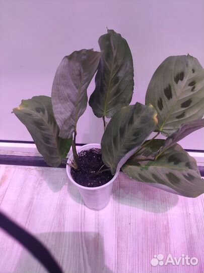 Маранта триколор, керховена