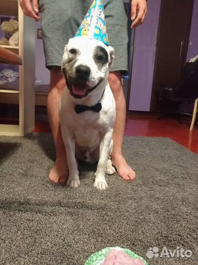 Вязка стаффордширский терьер