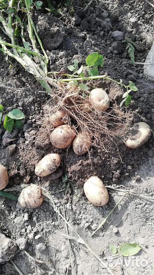 Картофель