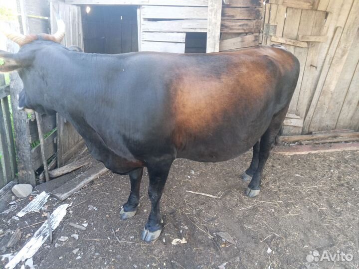 Коровы с телятами