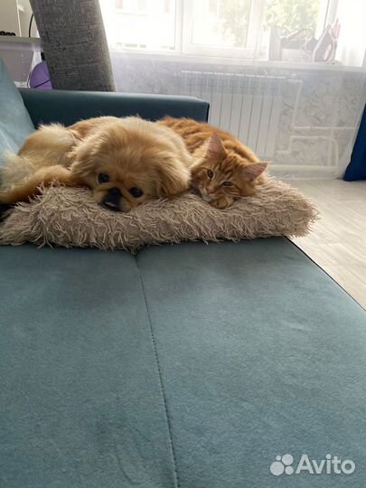 Вязка пекинес