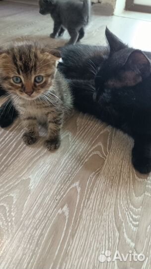 Котята в добрые руки