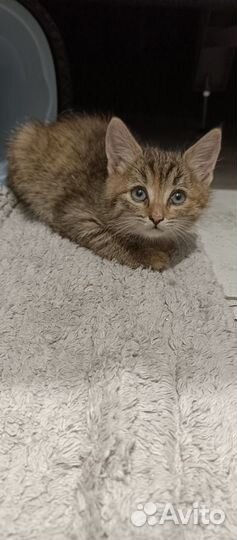 Котенок девочка в добрые руки