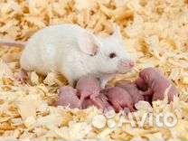 Мышки кормовые