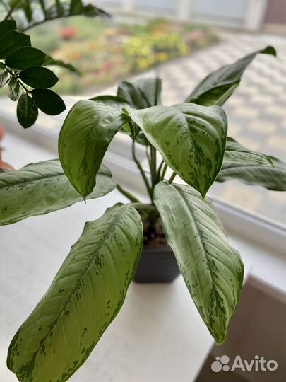 Аглаонема Комнатный цветок