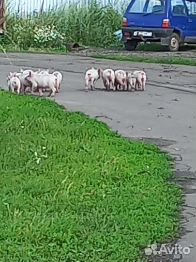 Поросята ландрас