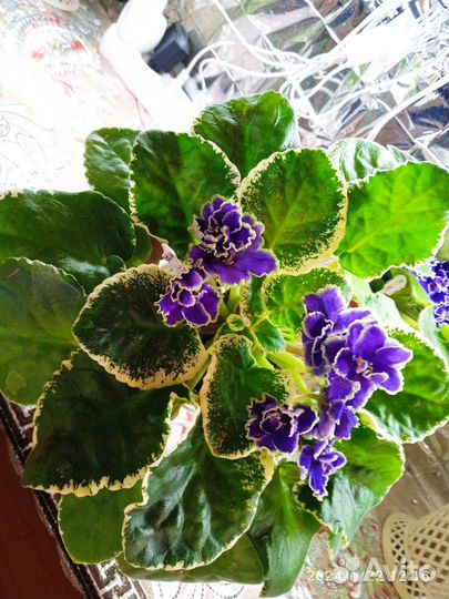 Фиалки сортовые