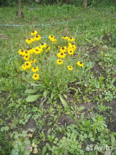 Рудбекия, многолетние цветы