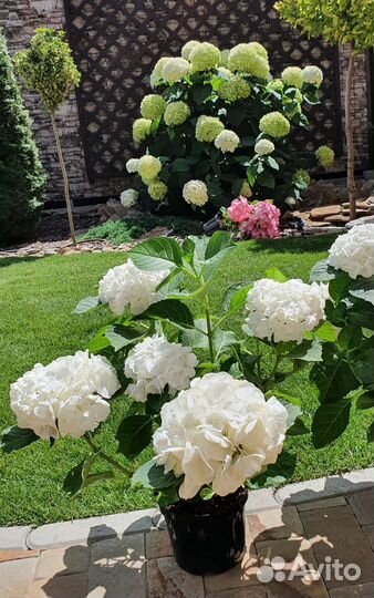 Гортензия крупнолистная белая