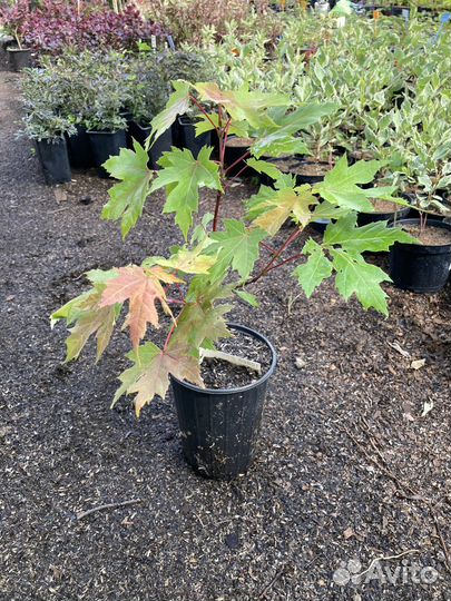 Клен фримана джеферсред