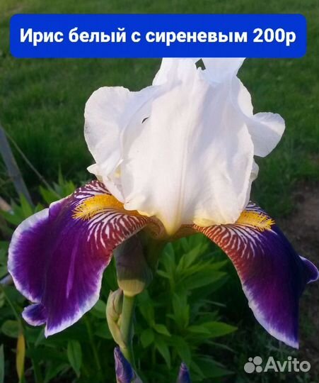 Ирисы бородатые