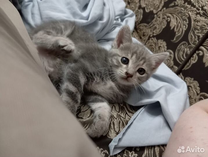 Котенок