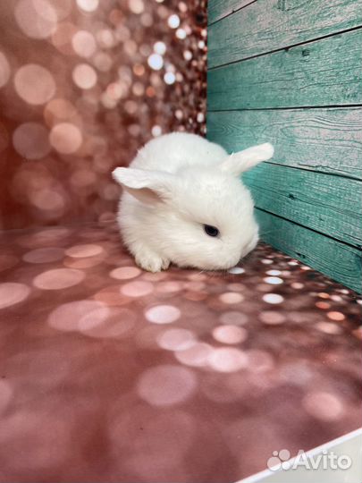 Мини крольчата