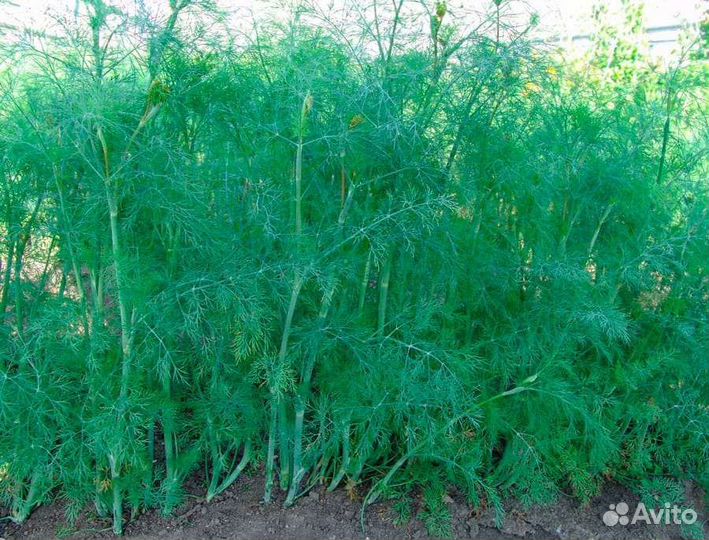 Рассада укропа